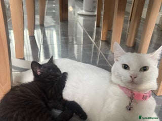 Turkish Angora cats - Advert 2