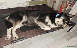 Mixed Breed dogs for sale: 3 year old Male Husky cross - Image 2