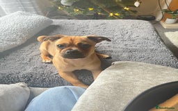 Jug dogs for stud: Archie  - Image 11