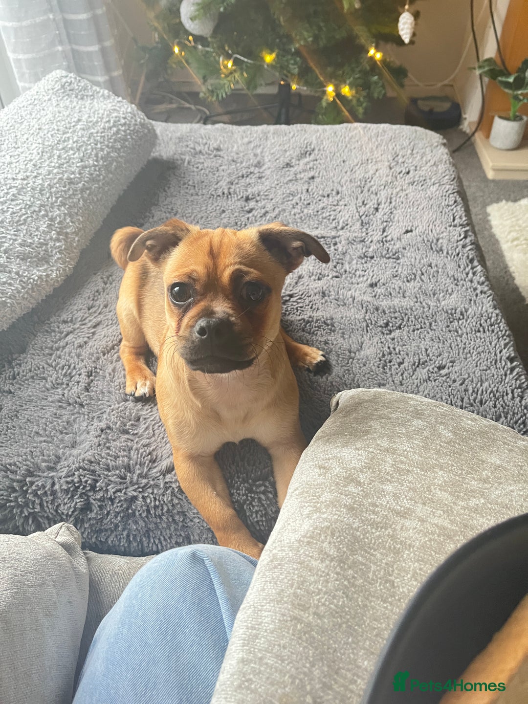 Jug dogs for stud: Archie  - Image 11