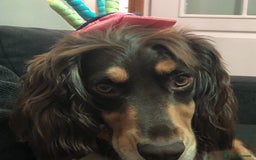 Cocker Spaniel dogs for stud: PROVEN KC REGISTERED Cocker Spaniel for Stud in Tadworth - Image 6
