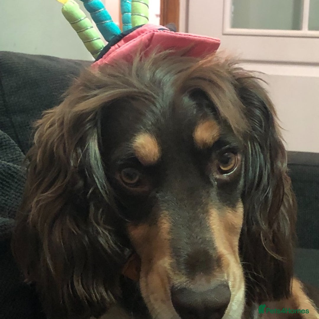 Cocker Spaniel dogs for stud: PROVEN KC REGISTERED Cocker Spaniel for Stud in Tadworth - Image 6