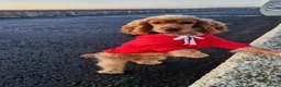 Cocker Spaniel dogs for stud: Handsome Cocker Spaniel-Whisky-Available for Stud in Kirkcaldy - Advert 8
