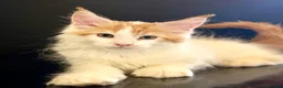 Maine Coon cats for sale: Beautiful maine coon kittens - Advert 11