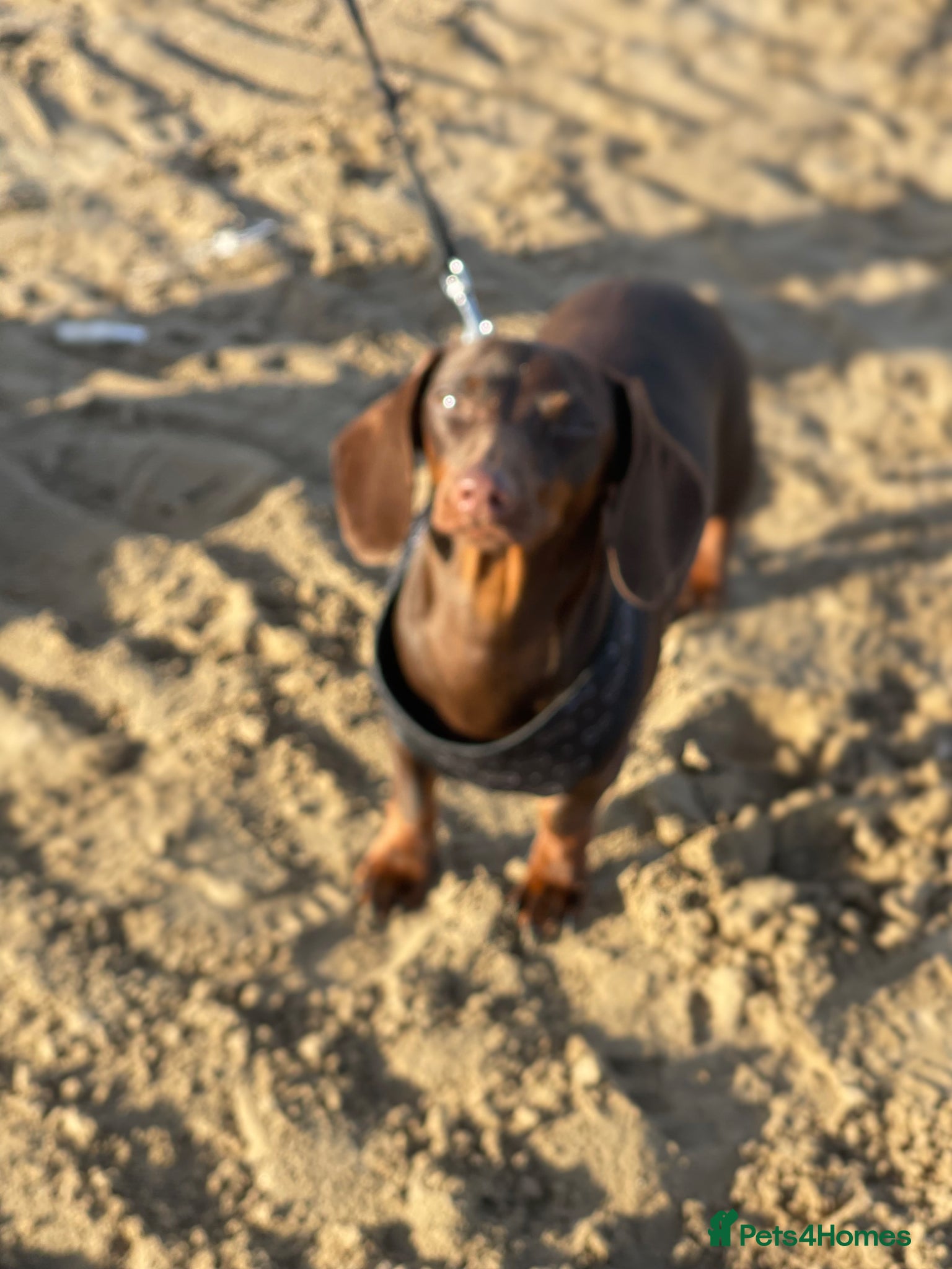 Miniature Dachshund dogs for sale: Mini dachshund - Advert 3