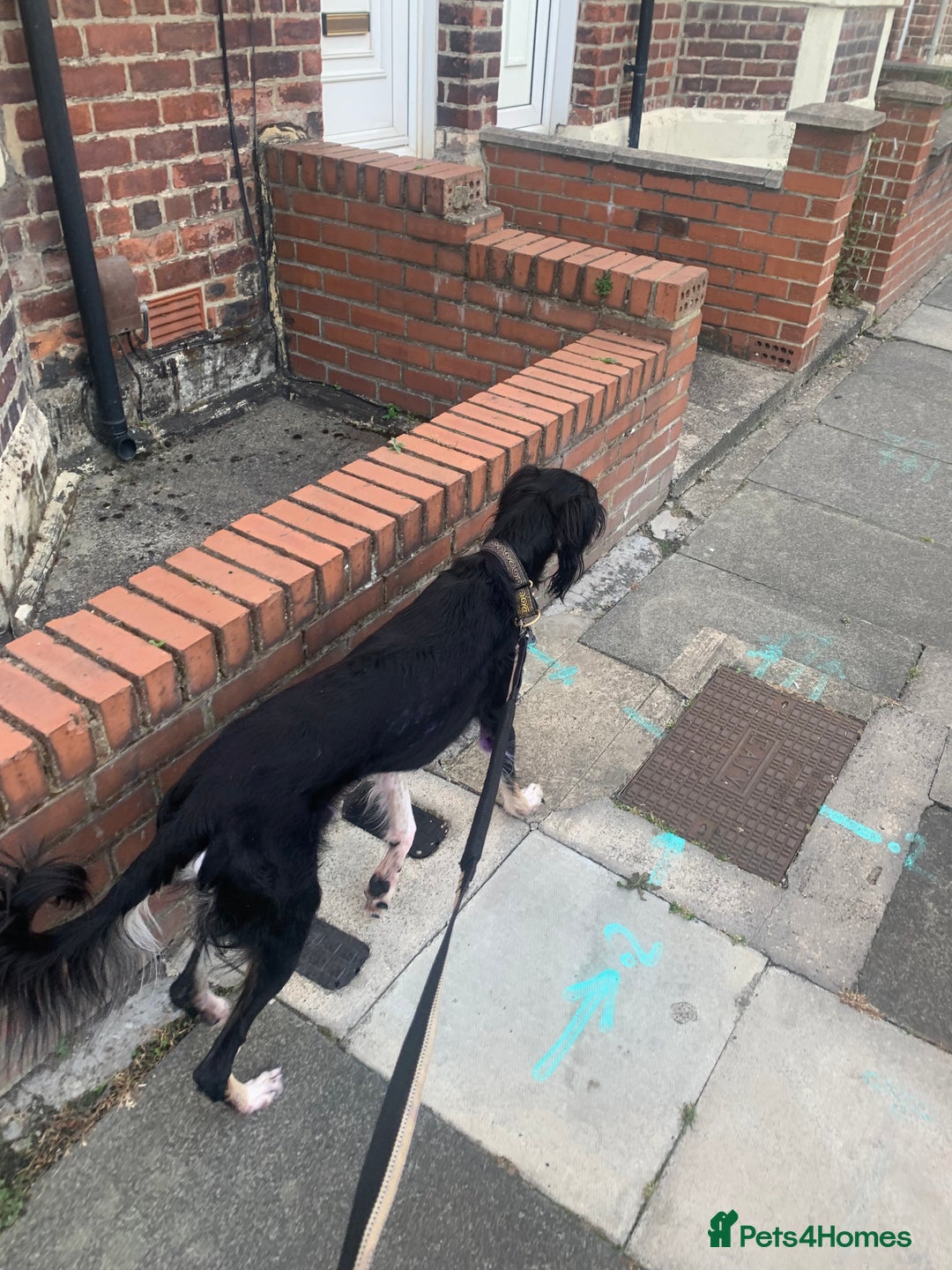 Saluki dogs for stud: Pure saluki for stud - Image 2