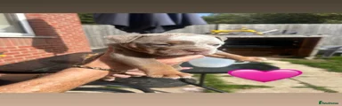 English Bulldog 3
