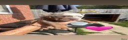 English Bulldog dogs for sale: Old English bulldog puppy  - Advert 11