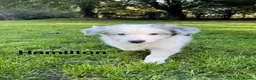 Border Collie dogs for sale: Kennel Club Reg Border Collie Puppies For Sale - Advert 9