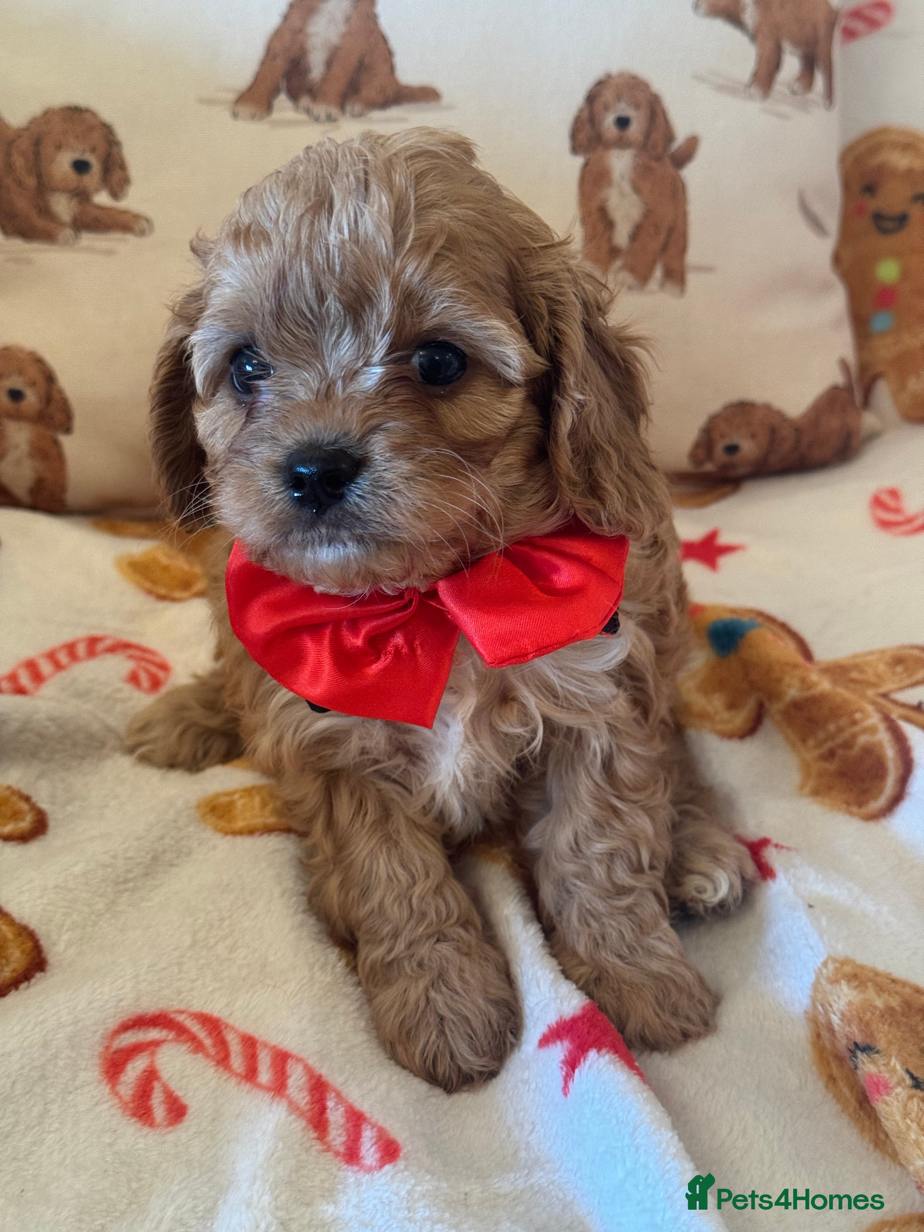 Cavapoo dogs Stunning cavapoos - Advert 5