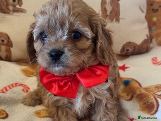 Cavapoo dogs Stunning cavapoos - Advert 9