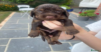 Cocker Spaniel dogs - Advert 13