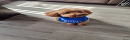 Miniature Poodle dogs for stud: Marley KC Red miniature Poodle for stud only - Advert 11