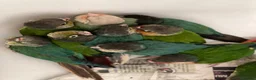 Conures birds for sale: Ready Now: Hand-Reared Baby Conures - Advert 10