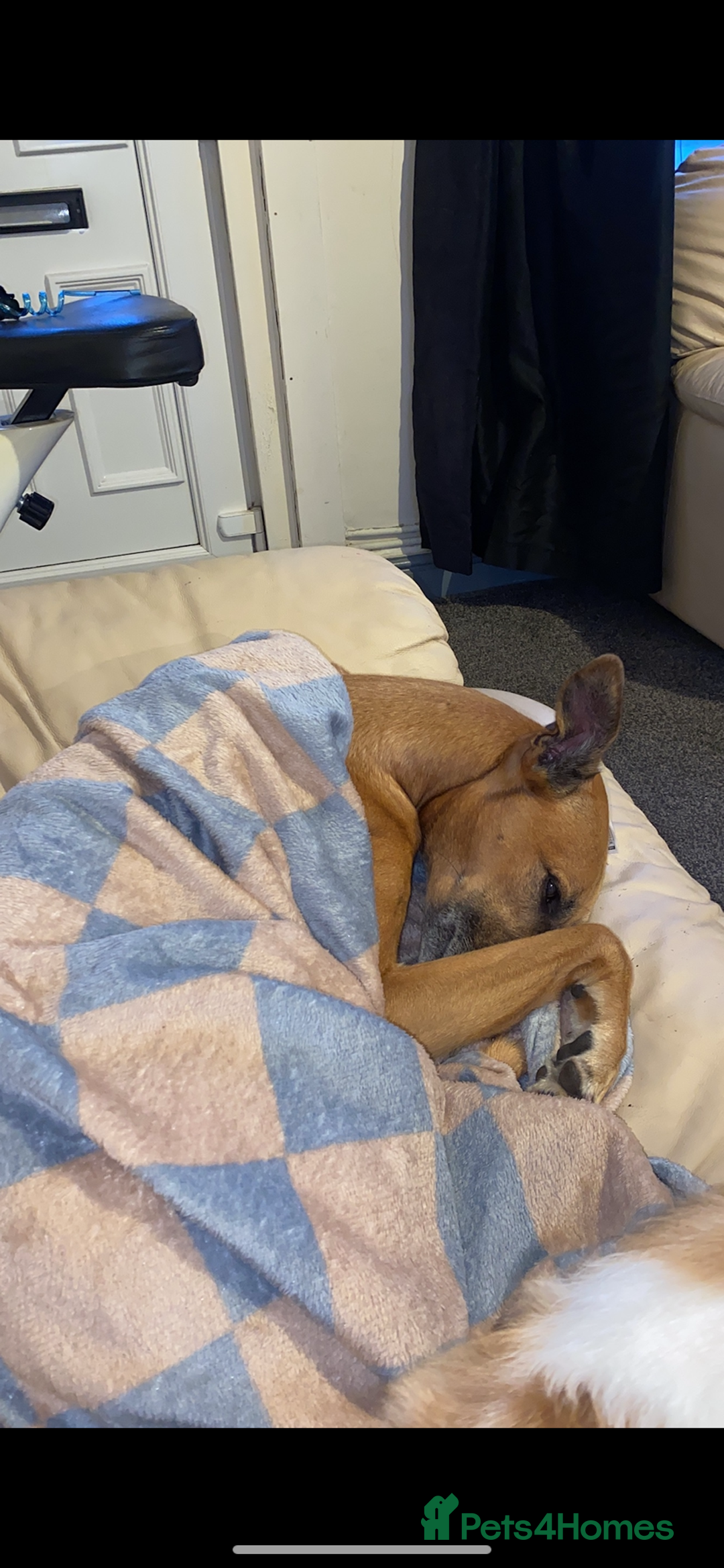 Greyhound dogs for sale: Bull greyhound for rehoming  - Advert 9