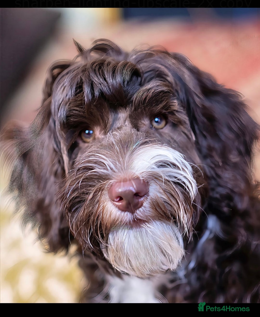 Labradoodle dogs for stud: 💯 Australian Cobberdog fully health tested - Advert 8