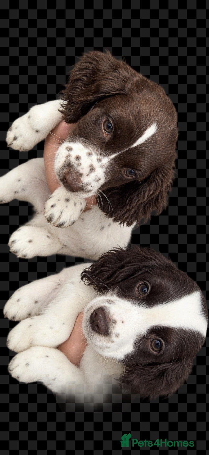 Cocker Spaniel dogs Cocker Spaniels  - Advert 5