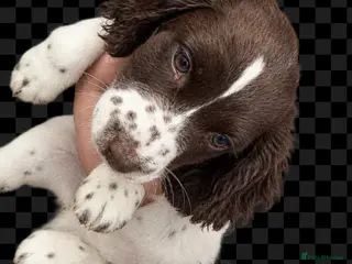 Cocker Spaniel dogs Cocker Spaniels - Advert 5