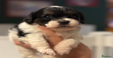 Mixed Breed dogs - Advert 1