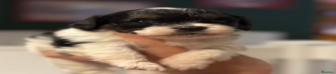 Mixed Breed Puppy 1