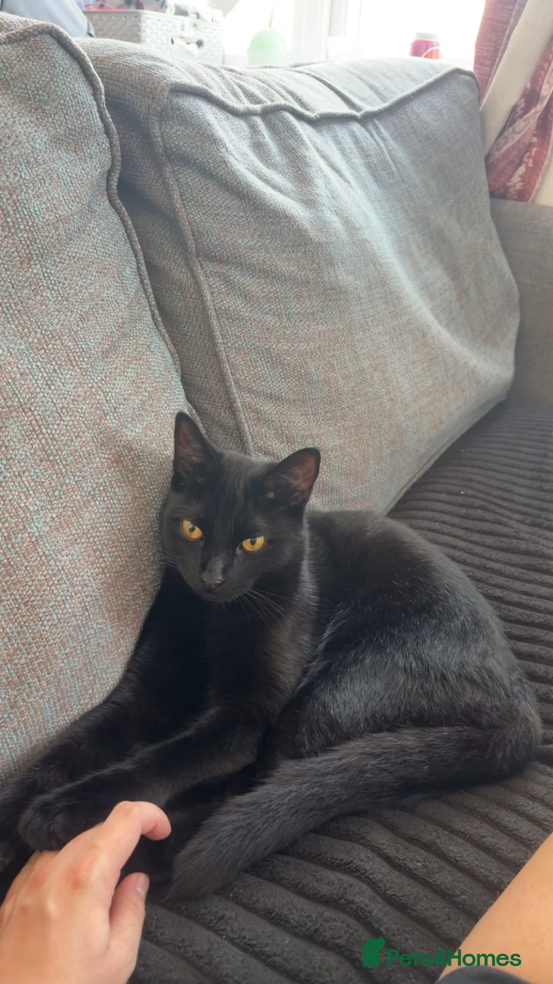 Domestic Shorthair cats for sale: Black cat in Fareham - Advert 1