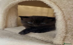British Shorthair cats for sale: British short hair half breed .  - Image 3
