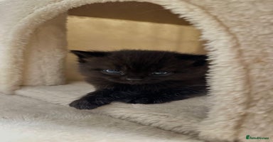 British Shorthair cats - Advert 12