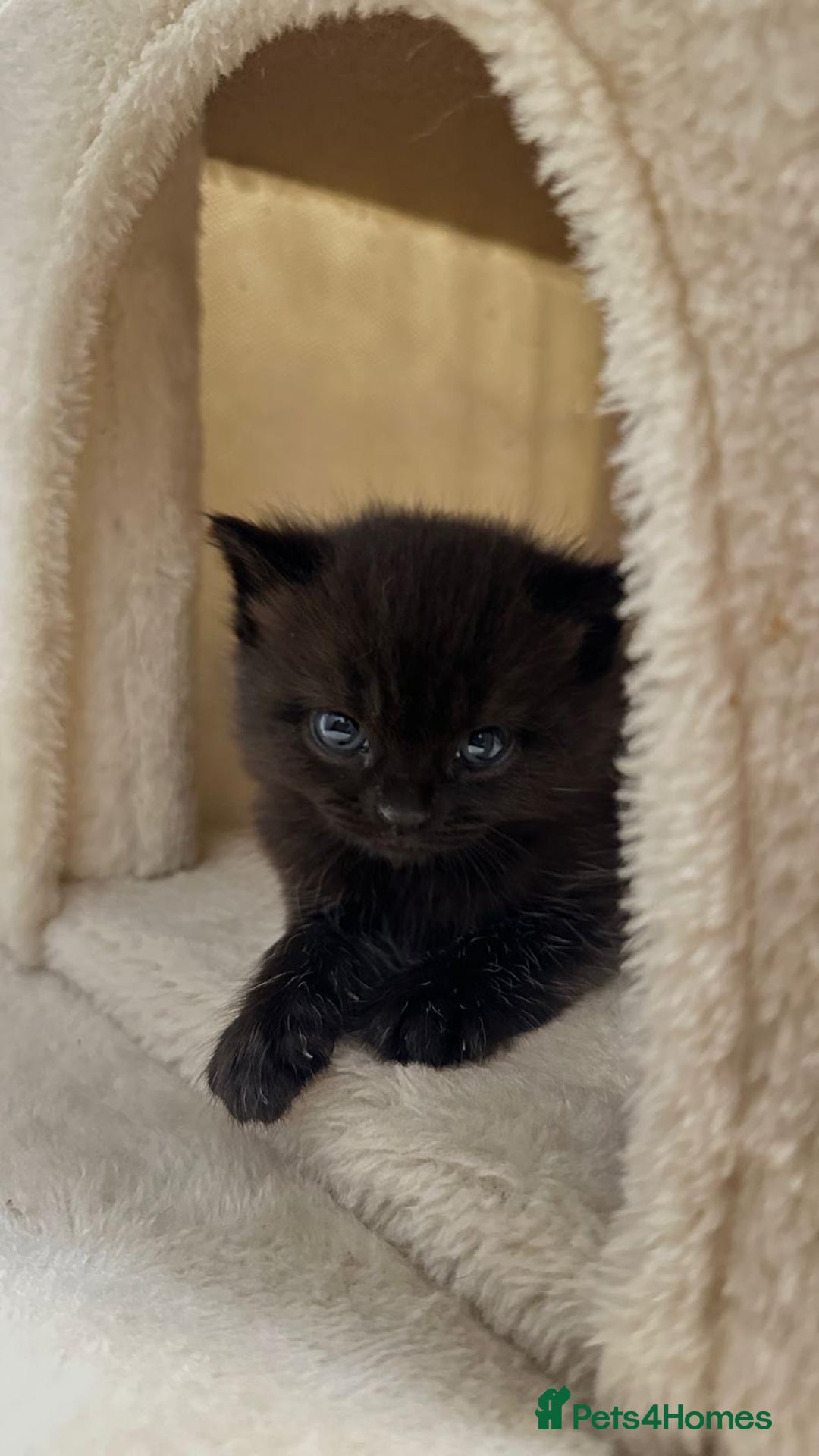 British Shorthair cats for sale: British short hair half breed .  - Image 3