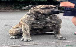 Presa Canario dogs for stud: Presa Canario for stud  - Image 1