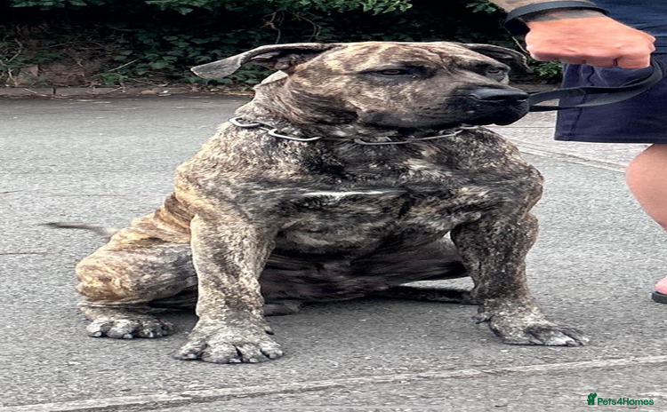 Presa Canario dogs - Advert 1