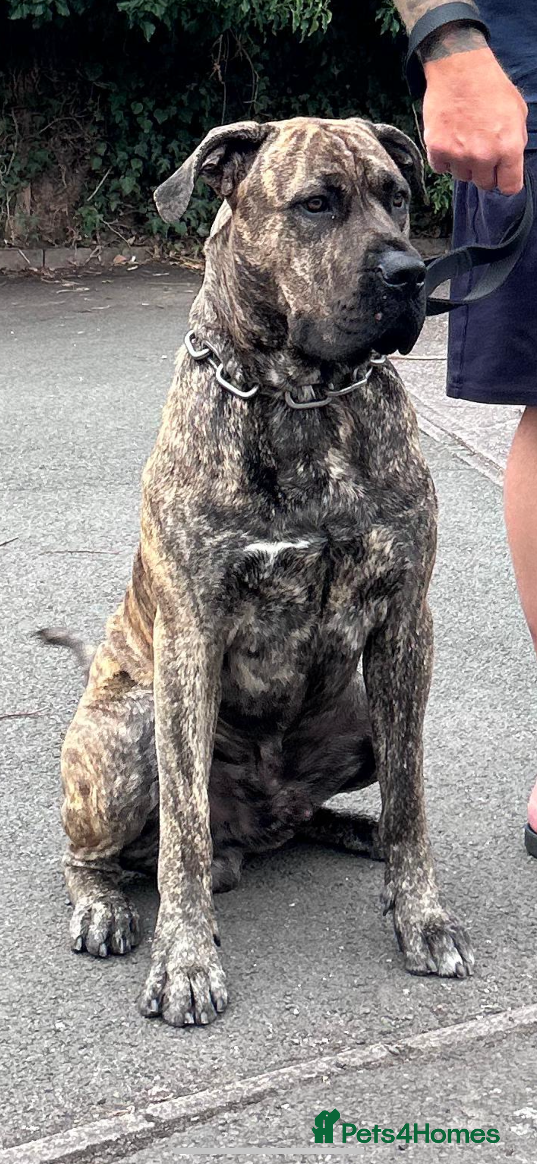 Presa Canario dogs for stud: Presa Canario for stud  - Image 1
