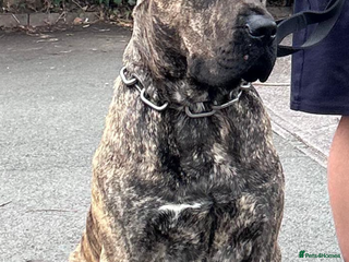 Presa Canario dogs - Advert 3