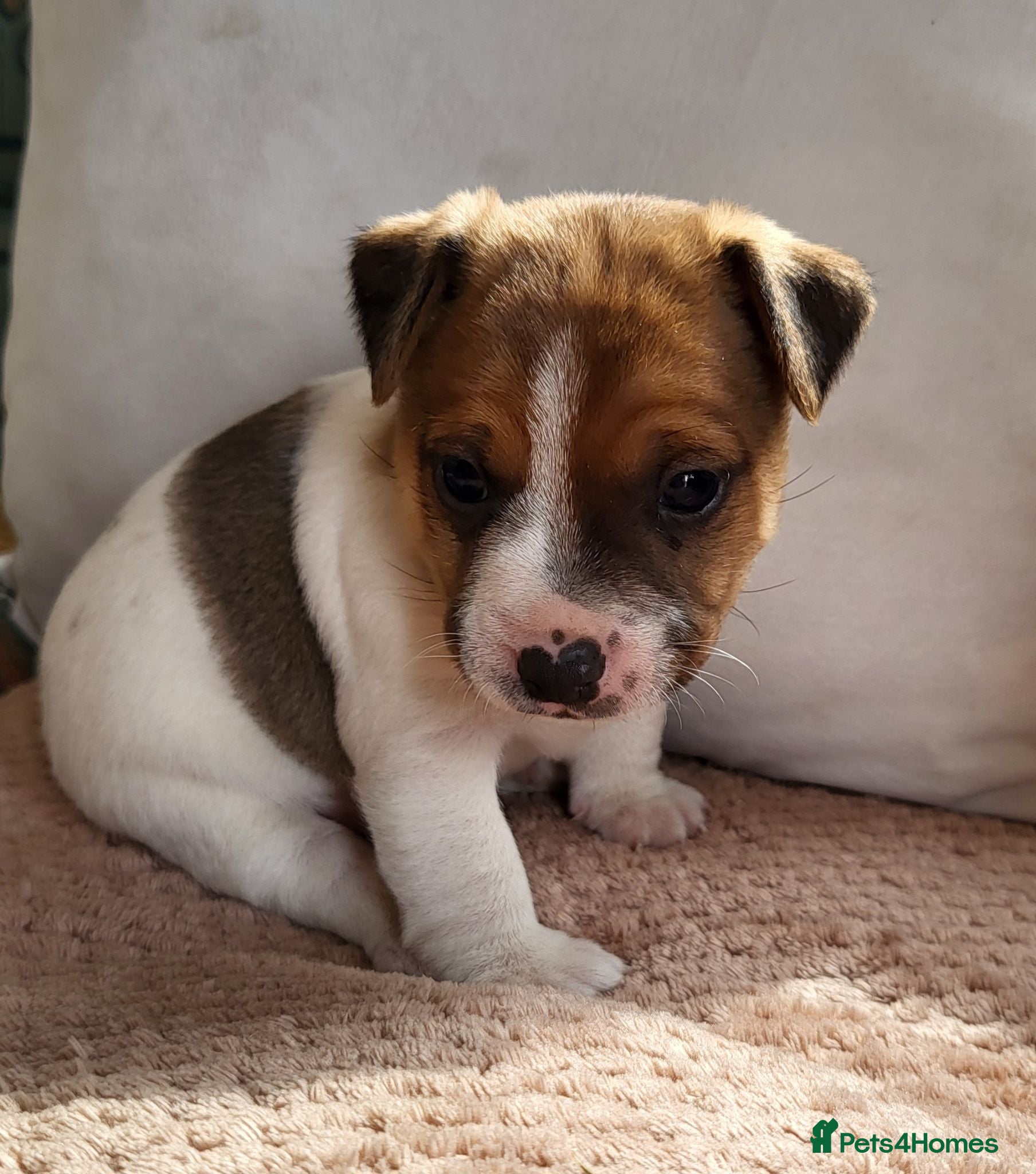 Jack Russell dogs Jack Russell puppies - Advert 15