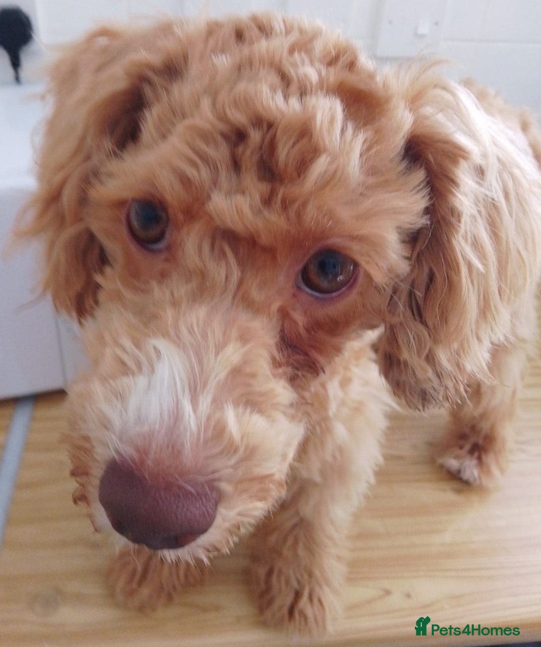 Mixed Breed dogs for sale: 8month old poodle - Image 2