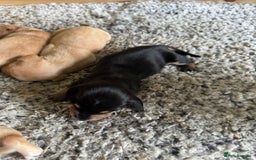 Miniature Dachshund dogs for stud: 🍦ALPHA mini cream pied🥧Smooth dachshund Proven! in Mexborough - Image 11