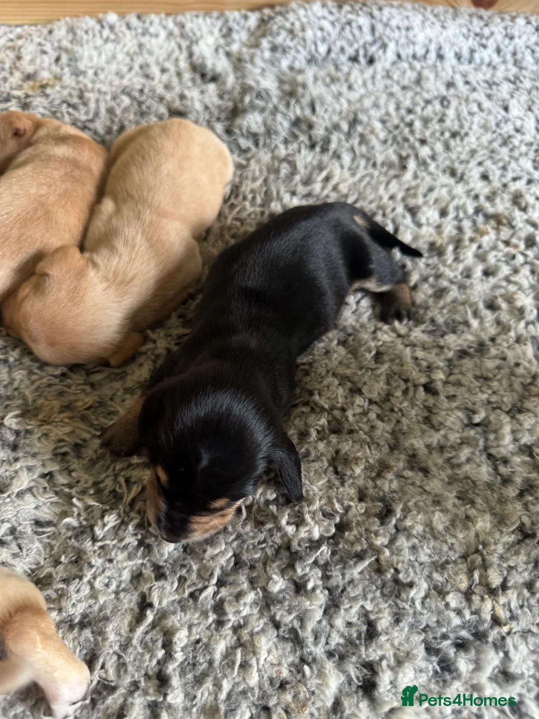 Miniature Dachshund dogs for stud: 🍦ALPHA mini cream Int/Int pied Smooth dachshund ! in Mexborough - Advert 11