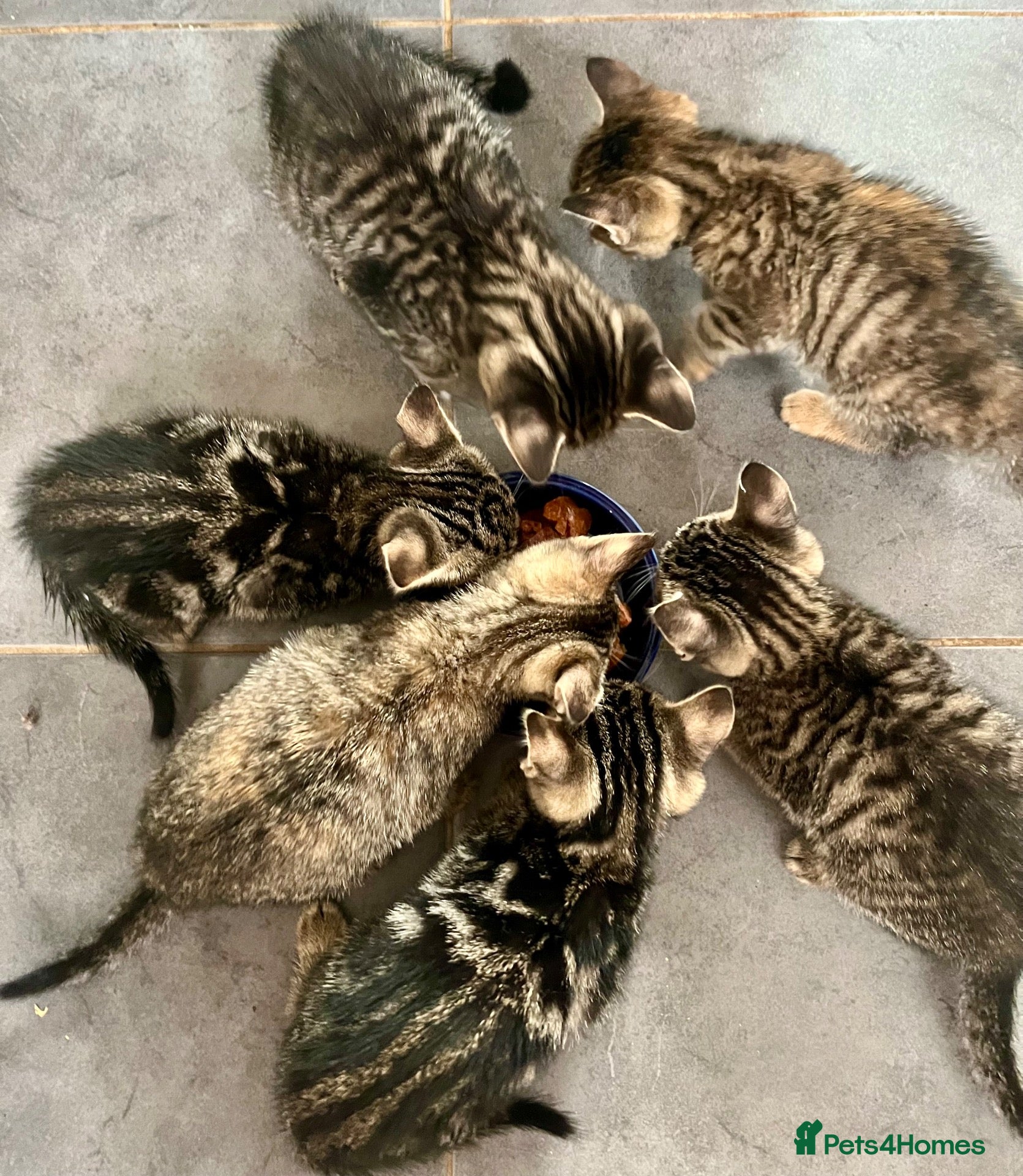 Bengal cats Soft Bengal X Kittens With Gold Glitter Gene - Advert 1