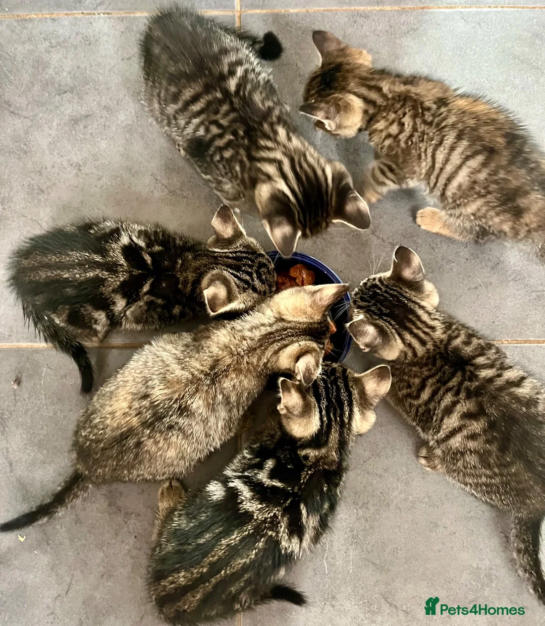 Bengal cats for sale: Soft Bengal X Kittens With Gold Glitter Gene - Advert 1