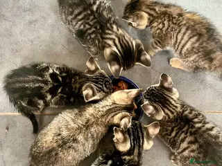Bengal cats Soft Bengal X Kittens With Gold Glitter Gene - Advert 1