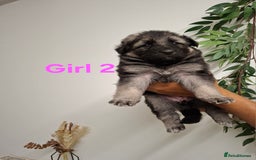 German Shepherd dogs for sale: German shepherd pups 🐶  - Image 3