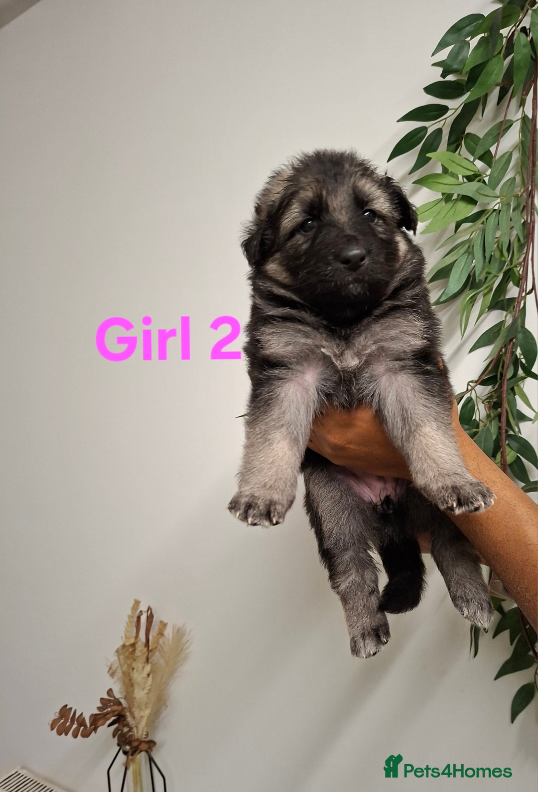 German Shepherd dogs for sale: German shepherd pups 🐶  - Image 3