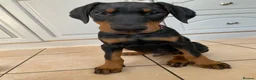 Dobermann dogs for sale: REDUCED TO £1200 1 boy left! 9 Doberman Puppies - Advert 3