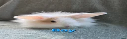 Lionhead rabbits for sale: Lion head bunnies ready now - Advert 4
