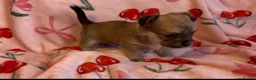 Chorkie dogs for sale: Beautiful Chorkie Girl Puppies - Advert 9