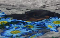 Dachshund dogs for sale: KC registration dachshund  - Image 7