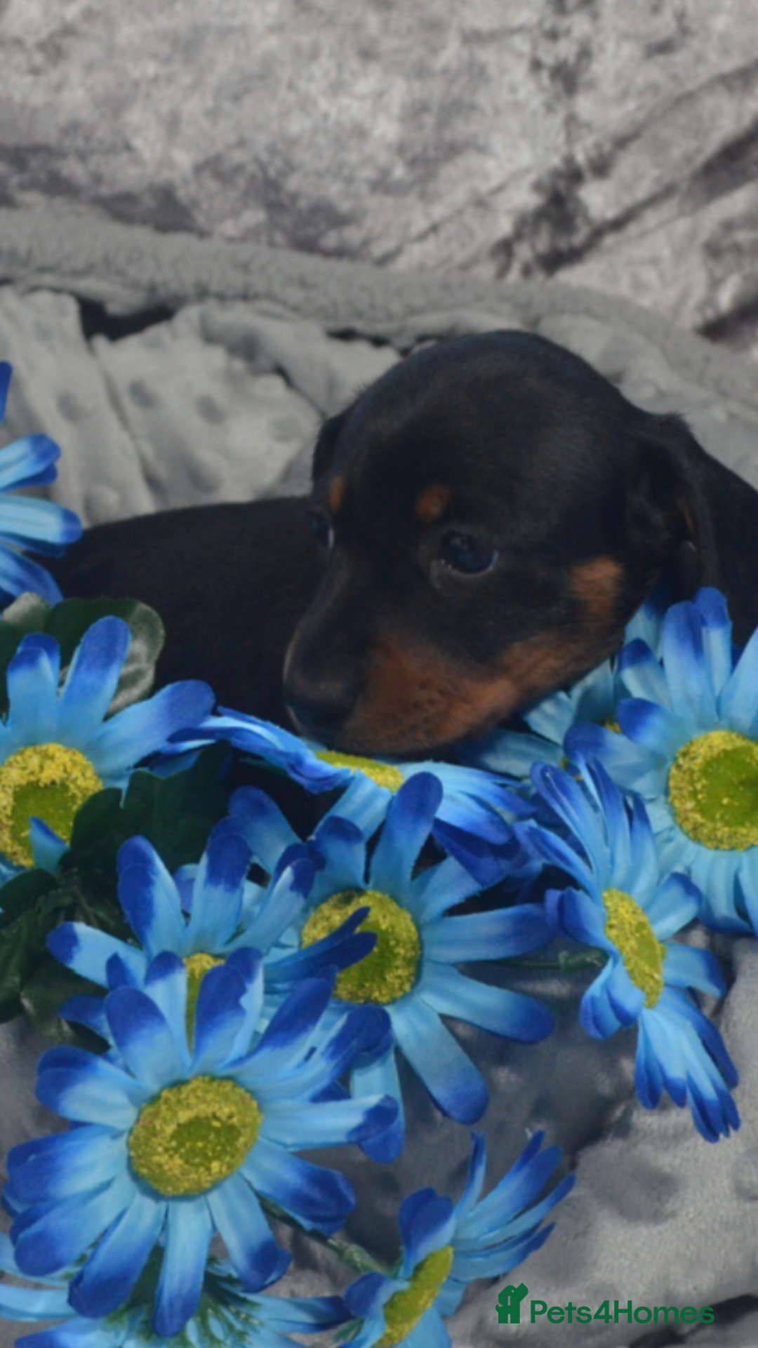 Dachshund dogs for sale: KC registration dachshund  - Image 7