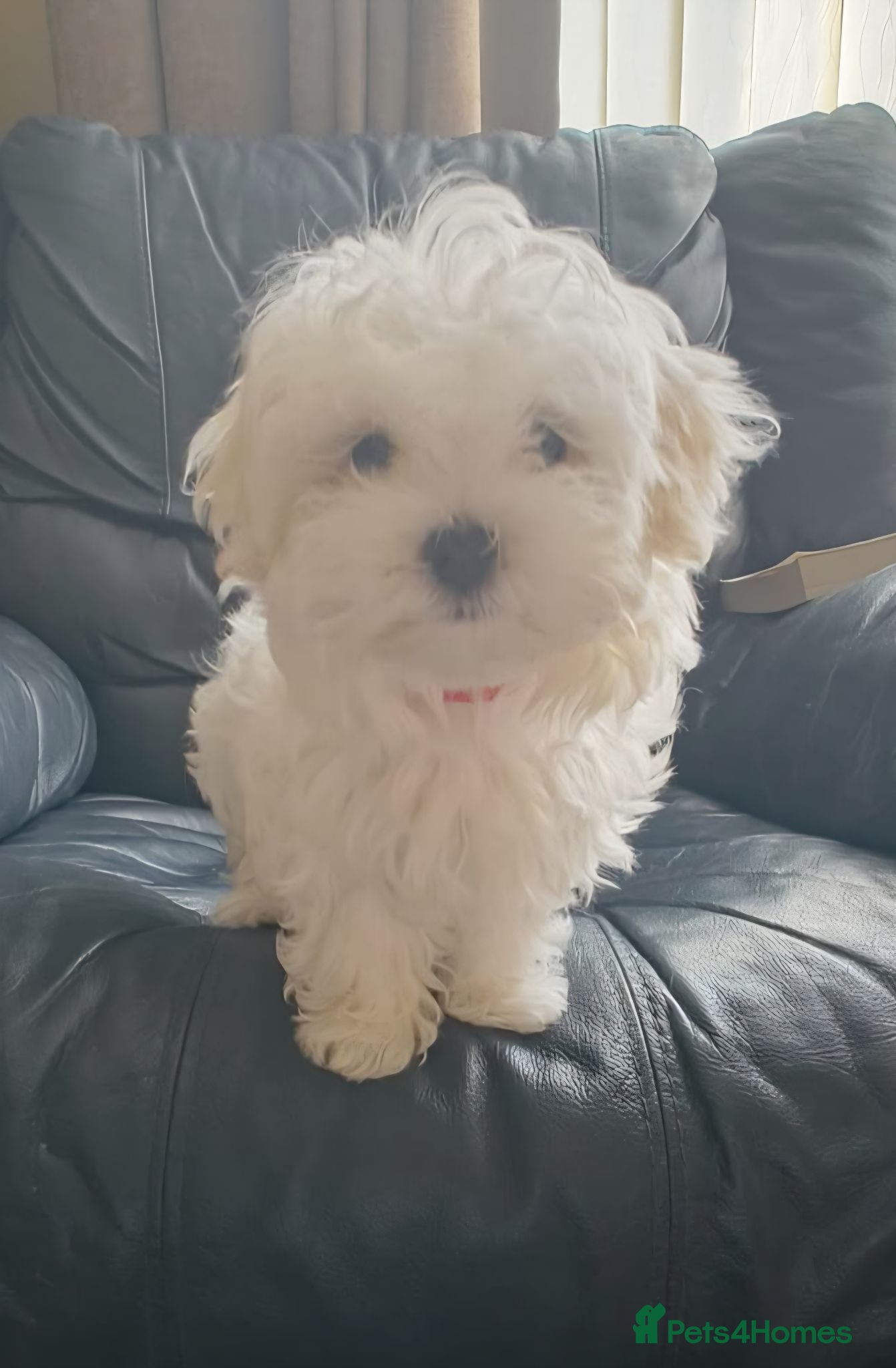 Maltese dogs Maltese Female Fully vaccinated Ready to go KC - Advert 5