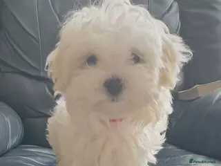 Maltese dogs Maltese Female Fully vaccinated Ready to go KC - Advert 5