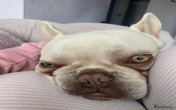 French Bulldog dogs for sale: Franko the French bulldog  - Image 4
