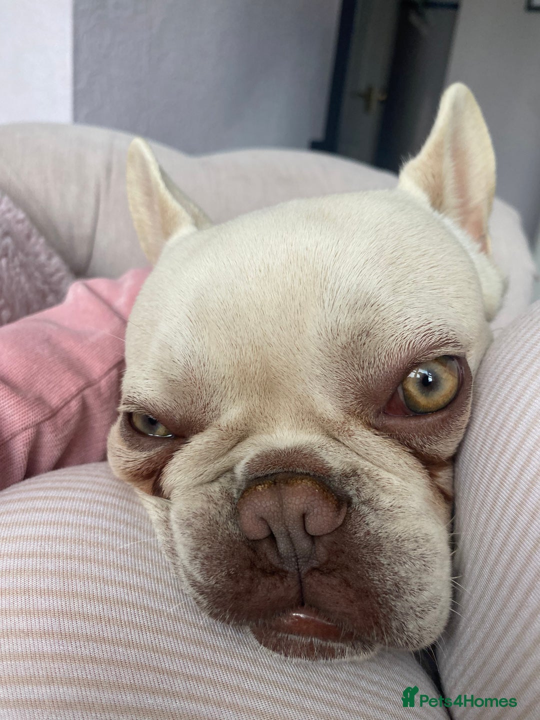 French Bulldog dogs for sale: Franko the French bulldog  - Image 4